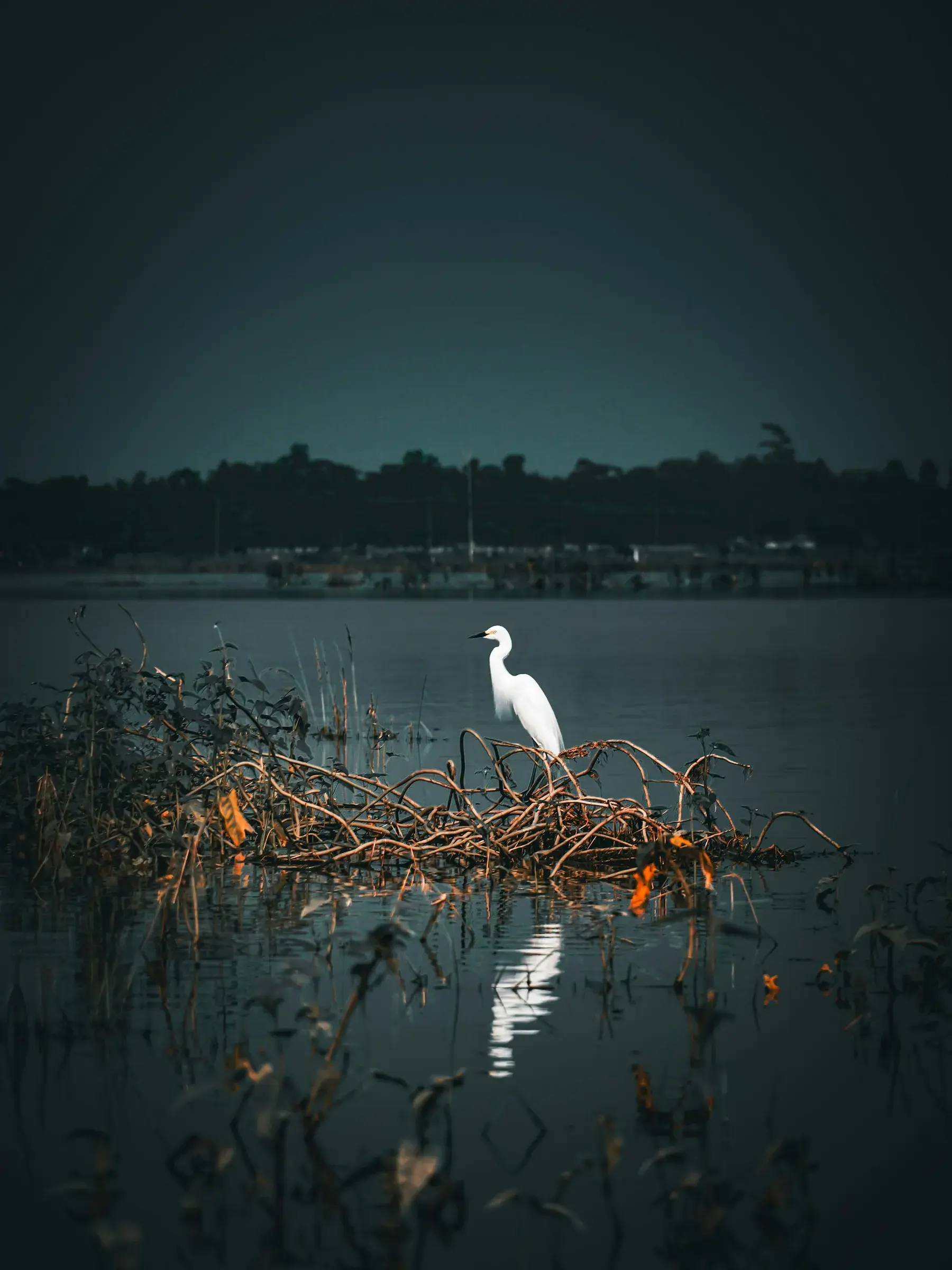 A white egret perched above wetland water