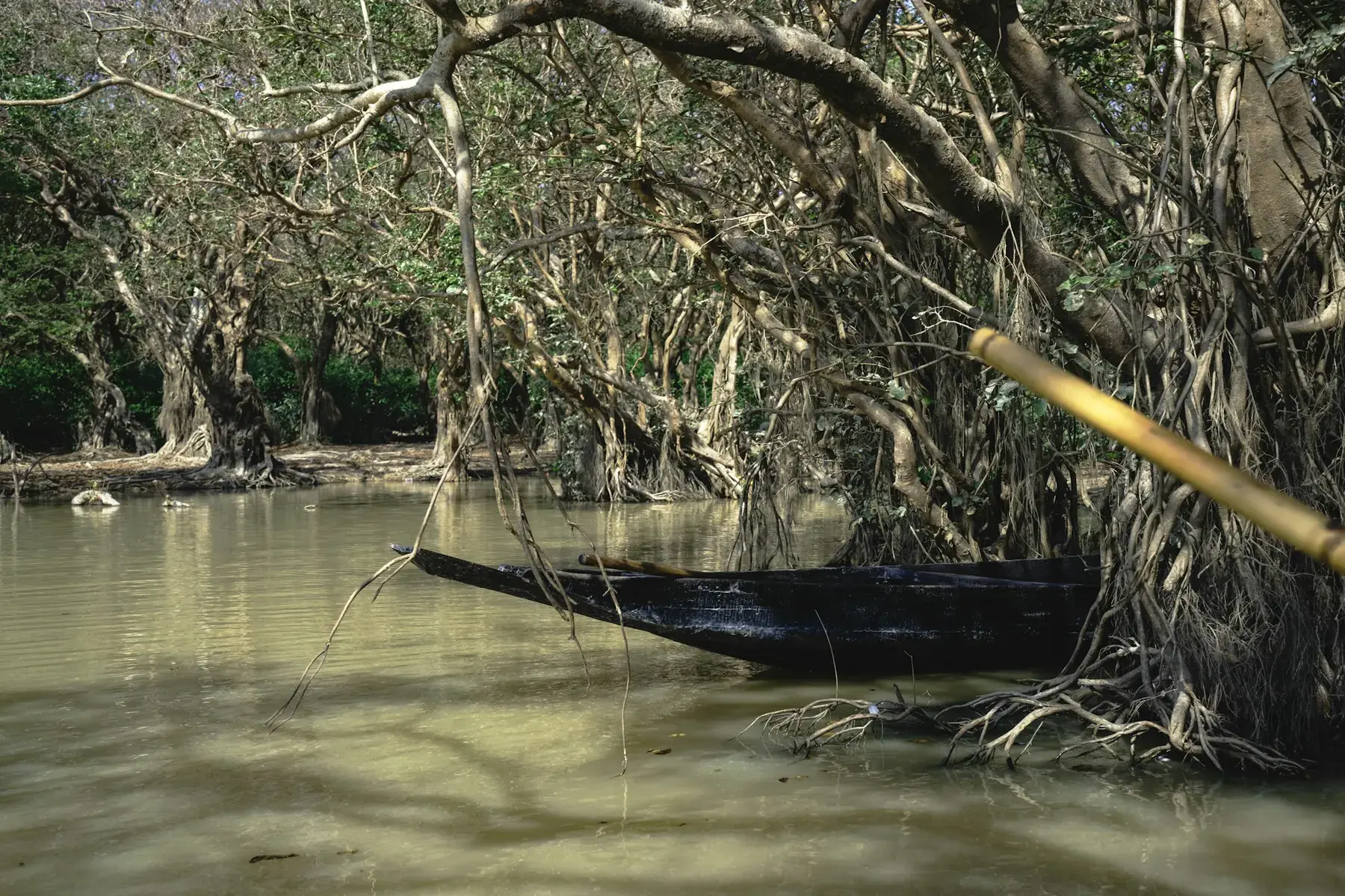 A small boat moving through a Bangladesh wetland