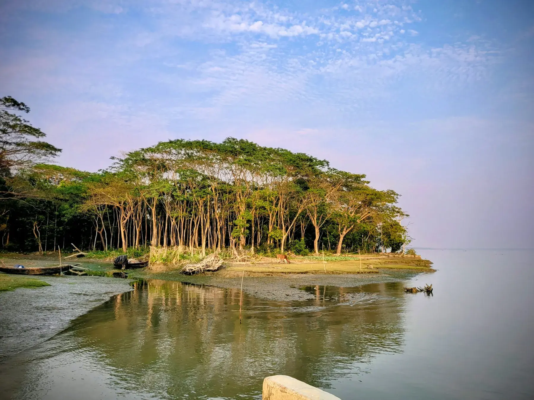 Mangrove trees meeting calm water in the Sundarbans