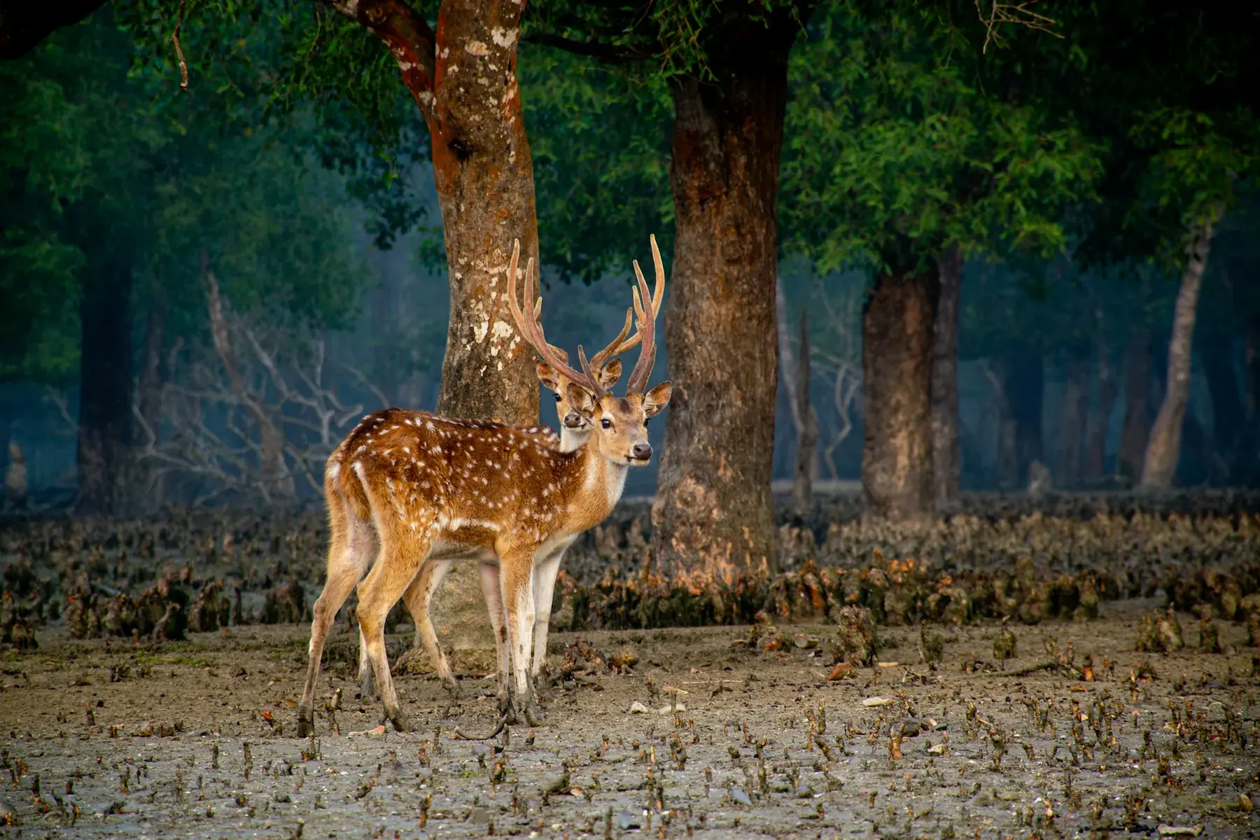 Spotted deer among the rooted trees of the Sundarbans
