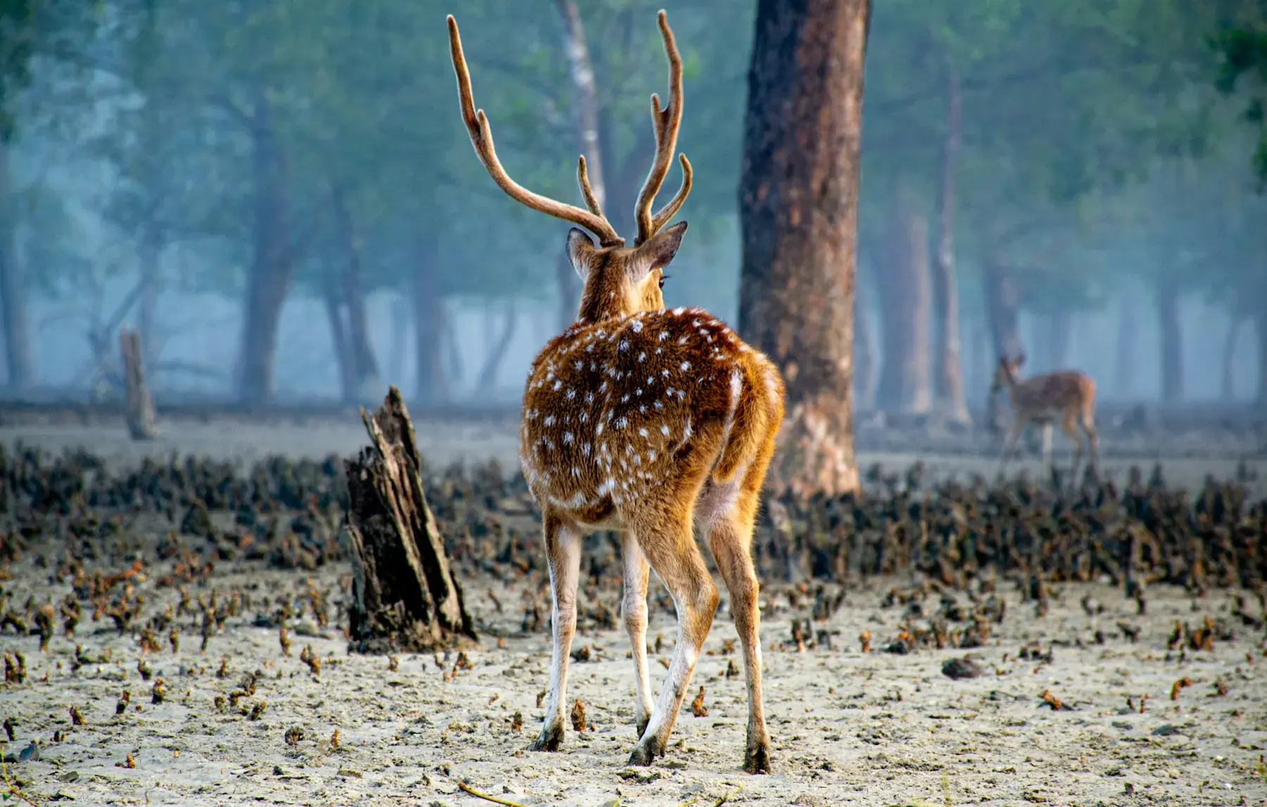 A spotted deer looking through a misty mangrove forest