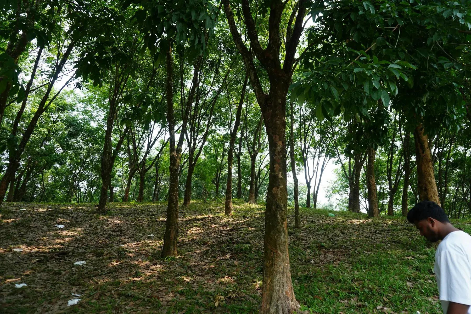 A visitor beneath the tall trees of a Bangladesh forest