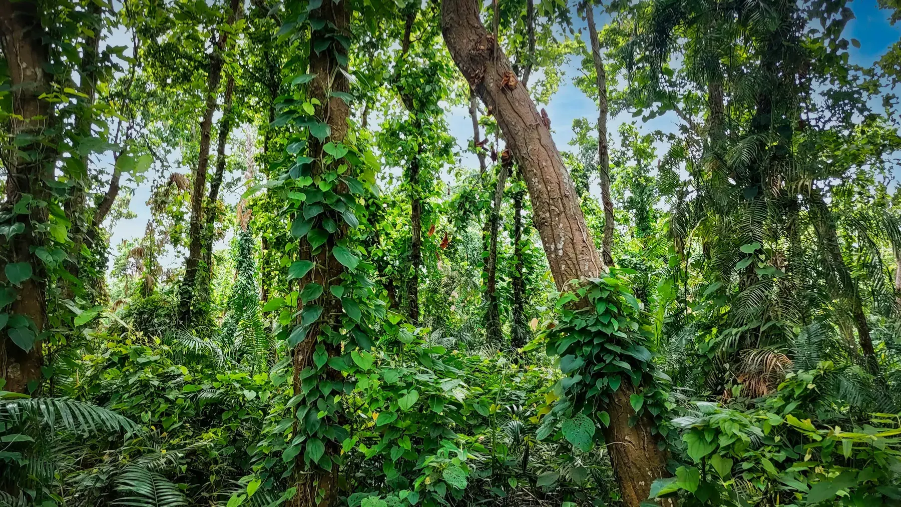 Dense tropical foliage and climbing vines