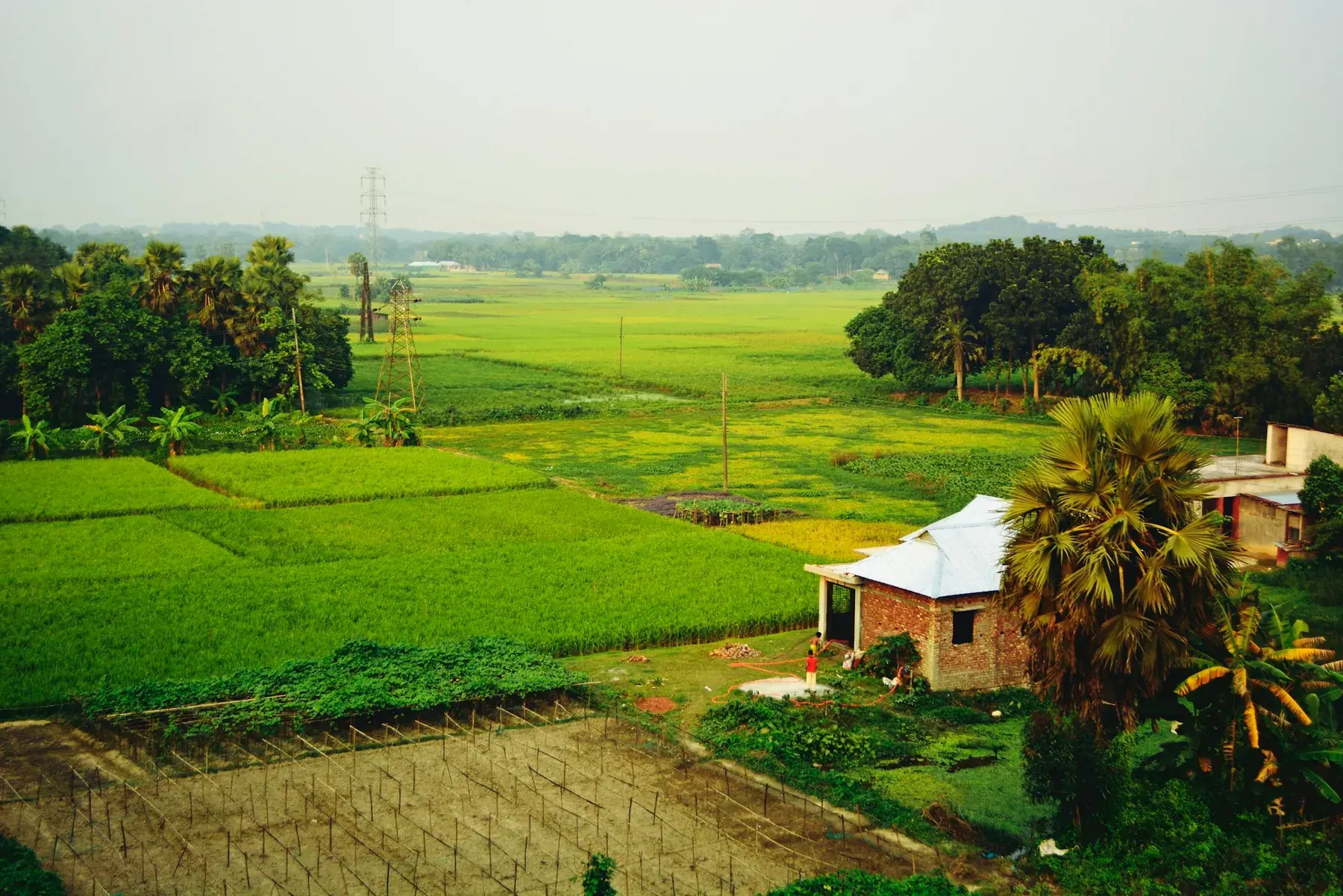 A homestead among green fields in rural Kushtia