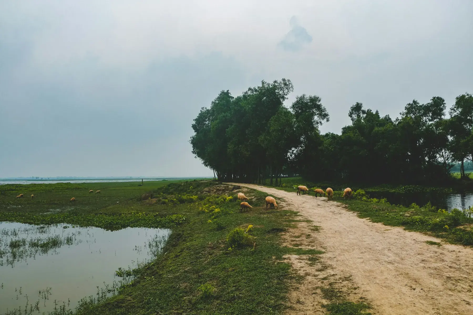 A raised path crossing Kushtia's wet-season countryside