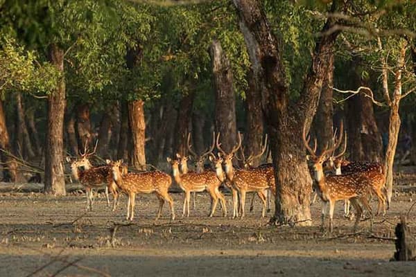 Mangrove waterways in the Sundarbans, Bangladesh