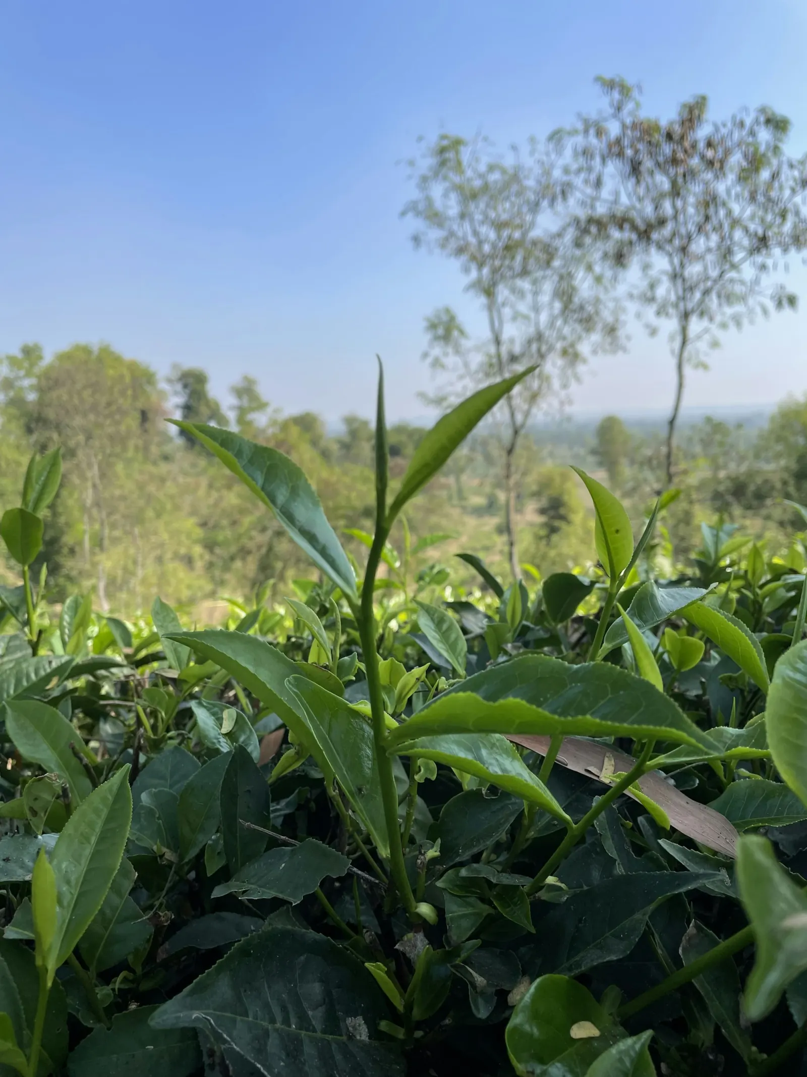 Rows of green tea plants at a Sreemangal tea estate, regional travel context for Baikka Beel