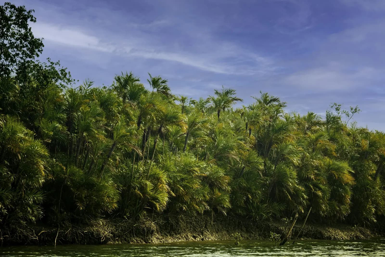 Green mangrove forest beside a Sundarbans waterway, regional travel context for Kochikhali