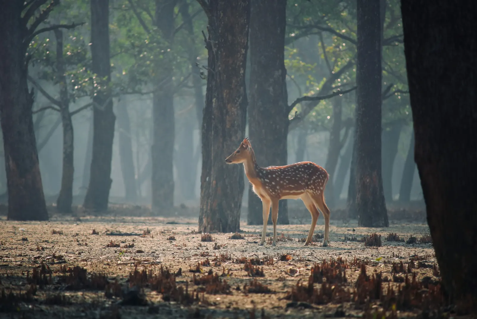Spotted deer standing among trees in the Sundarbans mangrove forest, regional travel context for Kochikhali