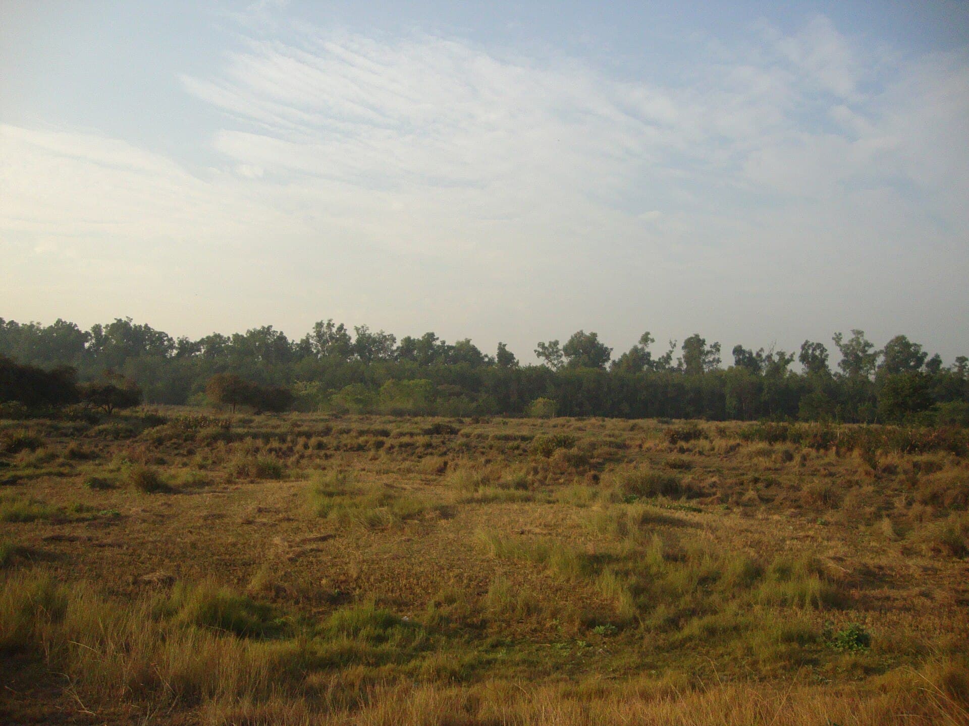 Kotka in Bangladesh