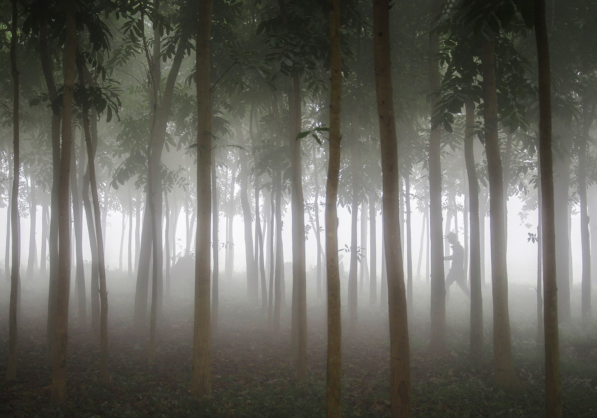 Lawachara National Park in Bangladesh
