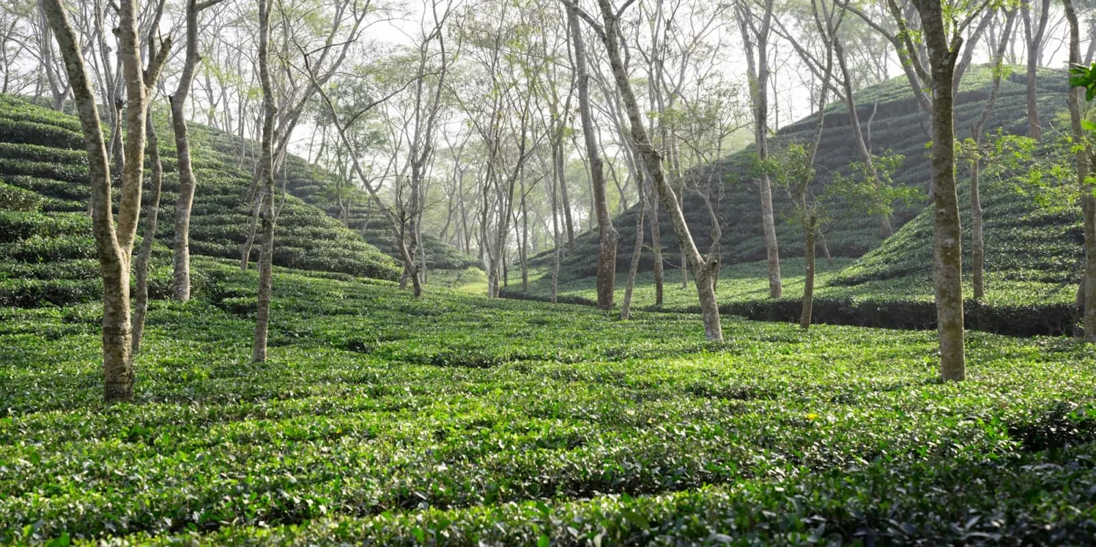 Sunlit green tea garden valley in Sylhet, Bangladesh during the Classic Bangladesh Tour